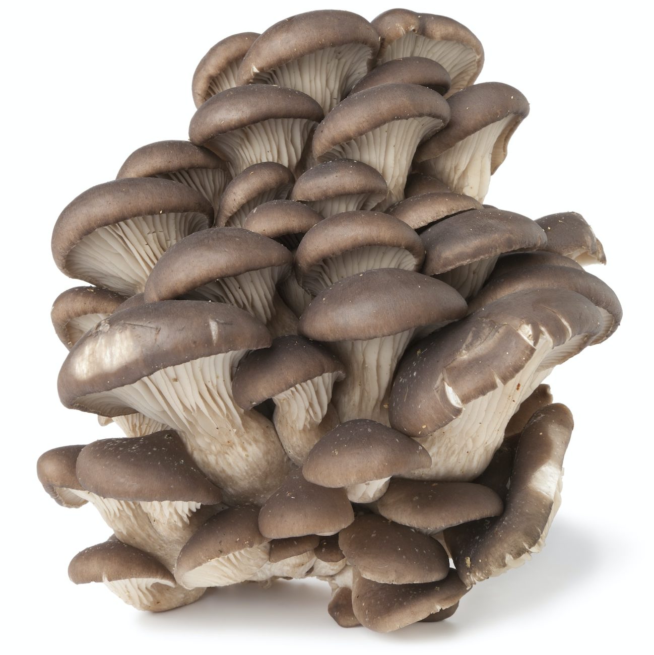 Group of Common oyster mushrooms